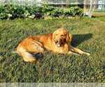 Small Photo #1 English Cream Golden Retriever Puppy For Sale in HARRISONBURG, VA, USA
