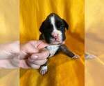 Small Photo #18 Boxer Puppy For Sale in LAUREL, DE, USA