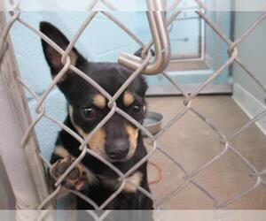 Chihuahua Dogs for adoption in Temple, TX, USA