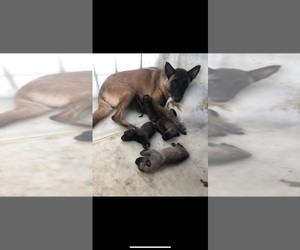Mother of the Belgian Malinois puppies born on 01/20/2022