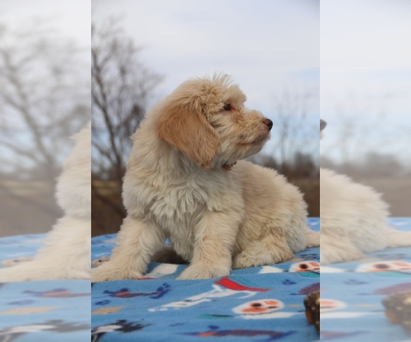 Medium Photo #12 Goldendoodle Puppy For Sale in UNION CITY, TN, USA