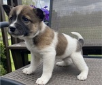Puppy Oakley Alaskan Husky-Border Collie Mix