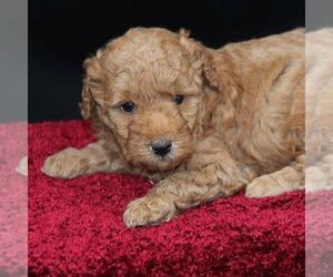 Goldendoodle-Poodle (Miniature) Mix Puppy for sale in STANLEY, WI, USA