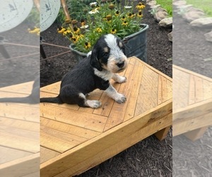 Medium Bernedoodle-Bluetick Coonhound Mix