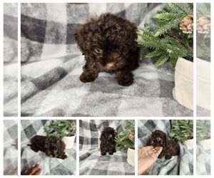 ShihPoo Puppy for sale in FORT WASHINGTON, MD, USA