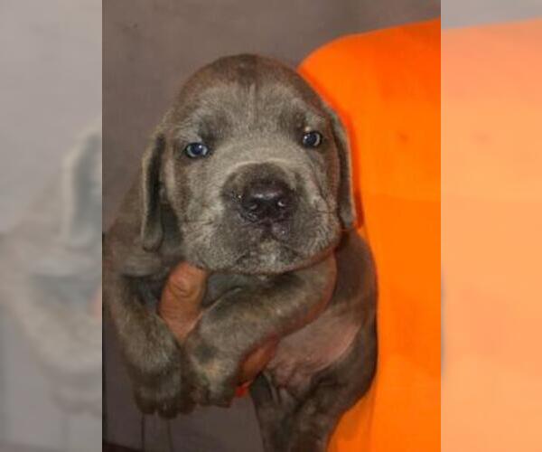 Medium Photo #5 Cane Corso Puppy For Sale in CITY INDUSTRY, CA, USA