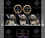 Puppy Alaska AKC Poodle (Miniature)