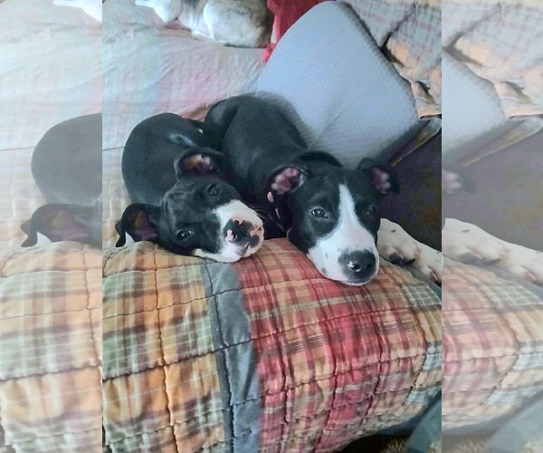 Medium Photo #11 American Pit Bull Terrier-Unknown Mix Puppy For Sale in Germantown, OH, USA