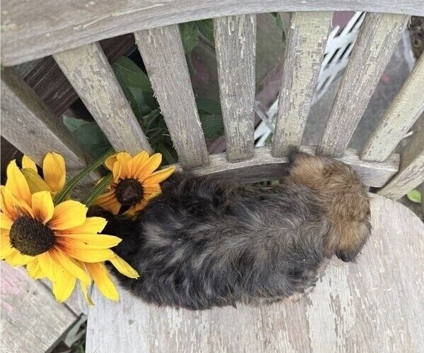 Medium Photo #4 Shih Tzu Puppy For Sale in THORP, WI, USA