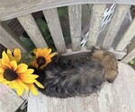 Small #3 Shih Tzu