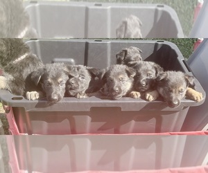 German Shepherd Dog Puppy for Sale in SUMPTER TWP, Michigan USA