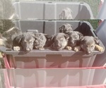 Image preview for Ad Listing. Nickname: Litter of 5