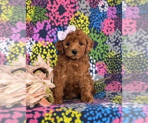 Poodle (Miniature) Puppy for sale in QUARRYVILLE, PA, USA