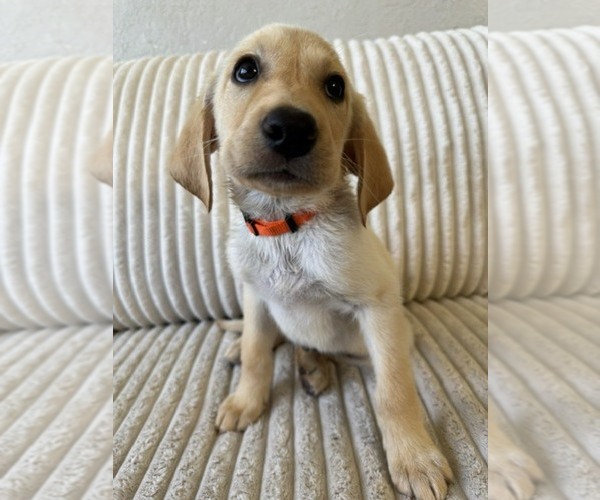 Medium Photo #4 Labrador Retriever Puppy For Sale in BEAUMONT, CA, USA