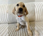 Puppy Orange collar Labrador Retriever