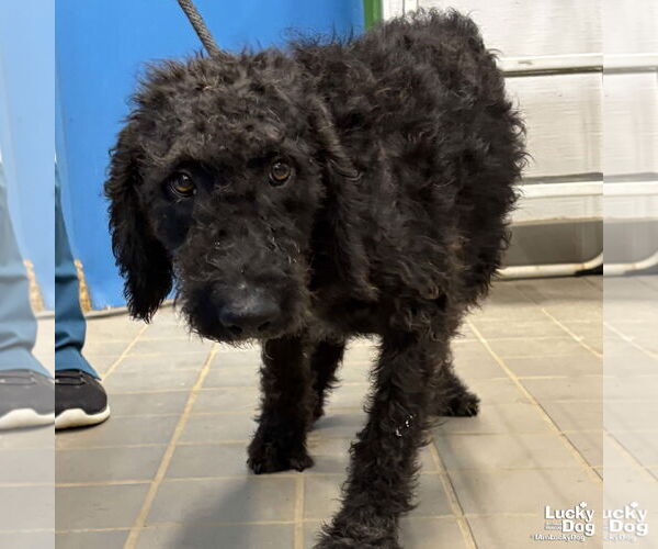 Medium Photo #2 Mutt Puppy For Sale in Washington, DC, USA
