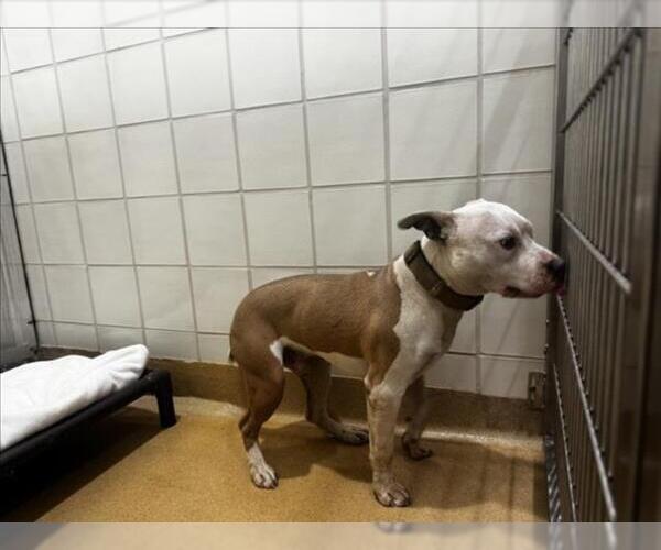 Medium Photo #1 American Pit Bull Terrier Puppy For Sale in Derwood, MD, USA