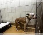 Small American Pit Bull Terrier