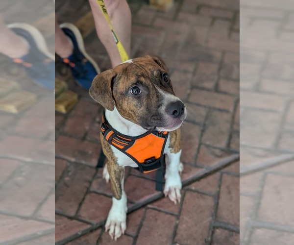 Medium Photo #15 Retriever -Unknown Mix Puppy For Sale in Holly Springs, NC, USA