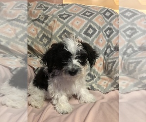 Havanese Puppy for sale in WAUSEON, OH, USA