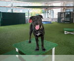 Small #2 Labrador Retriever