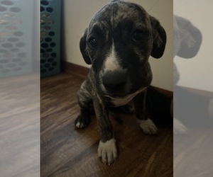 American Pit Bull Terrier-Unknown Mix Puppy for sale in MILWAUKEE, WI, USA