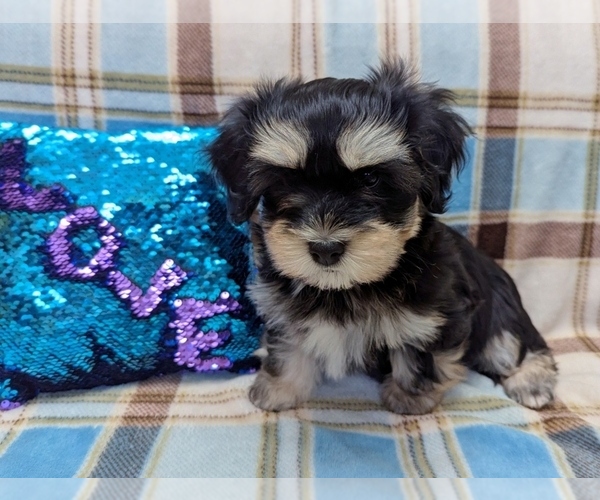 Medium Photo #3 Havanese Puppy For Sale in POST FALLS, ID, USA