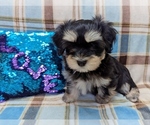 Small #2 Havanese