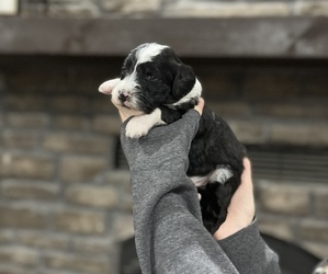 Bernedoodle Puppy for Sale in HENSLEY, Arkansas USA
