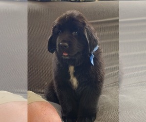 Bernefie (pronounced burn-ah-fee) Puppy for sale in ALTOONA, PA, USA