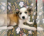 Small #3 Mutt