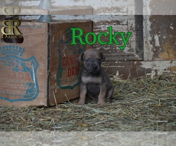 Medium Photo #1 Great Dane Puppy For Sale in LEWISTOWN, PA, USA