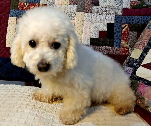 Medium Photo #1 Bichon Frise Puppy For Sale in PELHAM, NH, USA