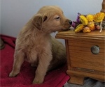 Puppy Mac Golden Retriever