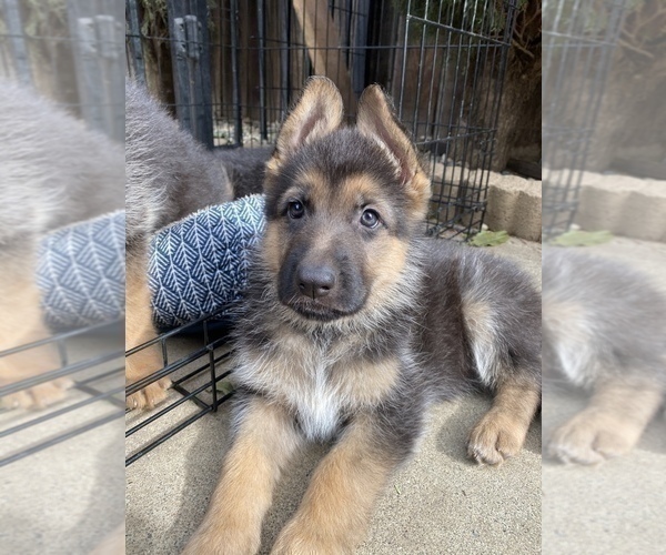 Medium Photo #5 German Shepherd Dog Puppy For Sale in VALLEJO, CA, USA