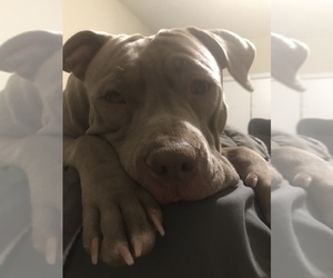 Father of the American Pit Bull Terrier puppies born on 06/20/2019