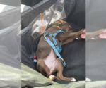 Small #1 Labrador Retriever