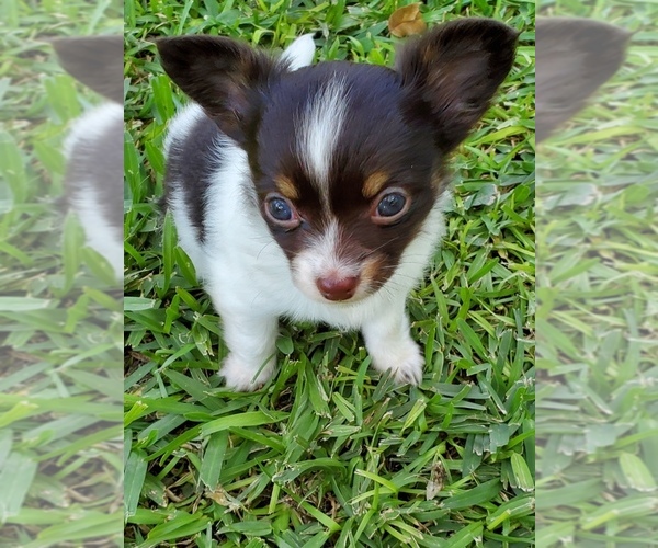 Medium Photo #12 Chihuahua Puppy For Sale in CANYON LAKE, TX, USA