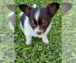 Small Photo #12 Chihuahua Puppy For Sale in CANYON LAKE, TX, USA
