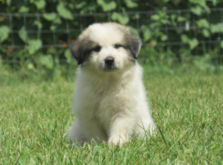 Great Pyrenees Puppy for sale in BEALETON, VA, USA