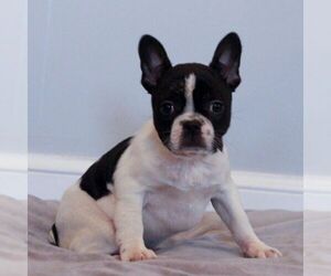 Faux Frenchbo Bulldog Puppy for sale in NARVON, PA, USA