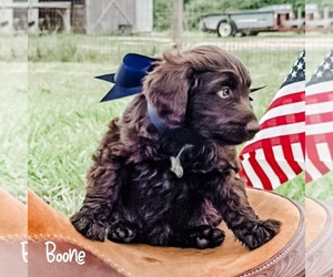 Aussiedoodle Puppy for sale in WHITAKERS, NC, USA
