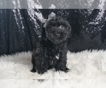 Small #3 YorkiePoo