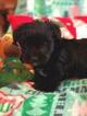 Small Photo #5 Havashire Puppy For Sale in CONROE, TX, USA