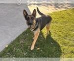 Small Photo #1 German Shepherd Dog Puppy For Sale in MIDDLEBURY, IN, USA