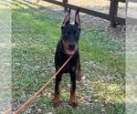 Small Photo #54 Doberman Pinscher Puppy For Sale in FORT LAUDERDALE, FL, USA