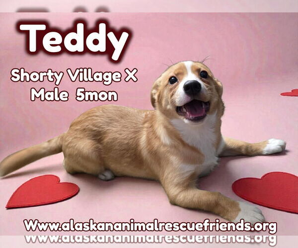 Medium Photo #1 Labrador Retriever-Unknown Mix Puppy For Sale in Anchorage, AK, USA