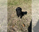 Small Photo #1 Labradoodle Puppy For Sale in HOCKLEY, TX, USA