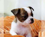 Puppy Finn Chihuahua