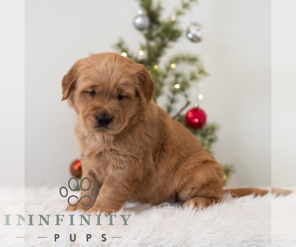 Medium Photo #3 Golden Retriever Puppy For Sale in NEWPORT, PA, USA